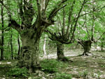 Буковый лес