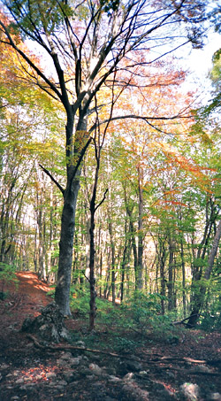 Буковый лес на склонах Чатыр-Дага